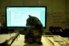 Thomas, the Bristol Bifold office cat, sitting on a desk in front of a monitor
