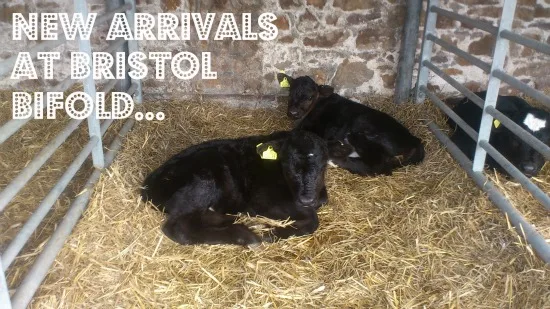 Two newborn black calves lying in a straw-bedded pen